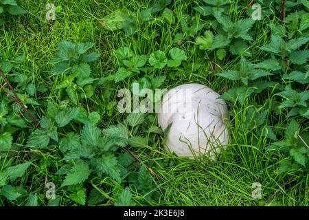 Riesenpuffball, Calvatia gigantea. Stockfoto