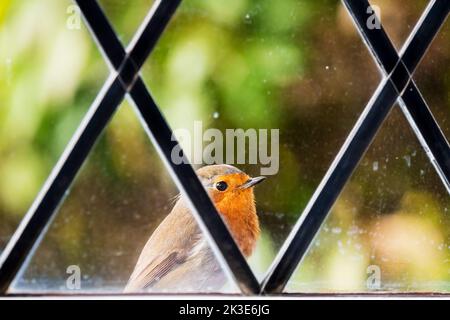 Ein Rotkehlchen, Erithacus rubecula, thronte vor einem Fenster der Hütte. Stockfoto