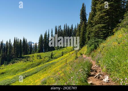 Ein lebhafter, von Wildblumen gesäumter Weg schlängelt sich durch die alpinen Wälder der majestätischen Berge von British Columbia. Stockfoto