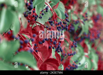 Natürlicher Hintergrund der herbstlichen Gartenrebe in trendigen Farben von sattem Rot und Smaragdgrün für dekorative Gestaltung getönt. Gartenkonzept. Nahaufnahme. Stockfoto