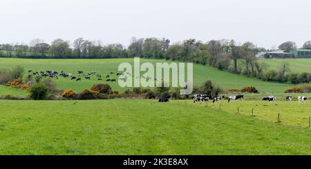 Kühe grasen auf einer grünen Wiese. Die grünen Hügel Irlands. Eine malerische ländliche Gegend im Süden der Insel Irland. Ackerland. Grünes Grasfeld Stockfoto