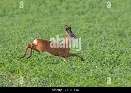 Europäischer Reh (Capreolus capreolus), der im Sommer auf Ackerland flüchtet Stockfoto