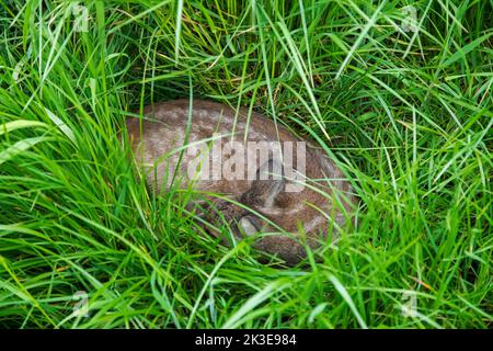 Das europäische Reh (Capreolus capreolus) hat im Frühjahr gekräuselt und in einem langen Gras aus Wiese/Grasland vor Raubtieren gesichtet Stockfoto