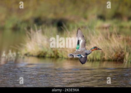 Eurasische Teale / gewöhnliche Teale / Eurasische Grünflügelteale (Anas crecca) Männchen / drake im Brutgefieder, die im Frühjahr über den Teich fliegen Stockfoto