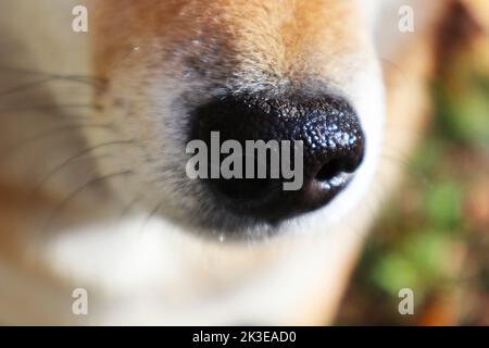 Die Nase des roten Hundes shiba inu aus der Nähe Stockfoto