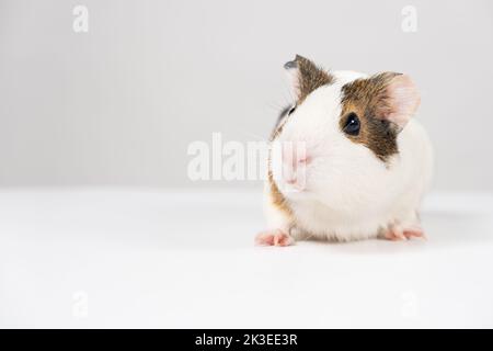 Ein kleines Meerschweinchen im Alter von 2 Monaten sitzt auf weißem Hintergrund Stockfoto