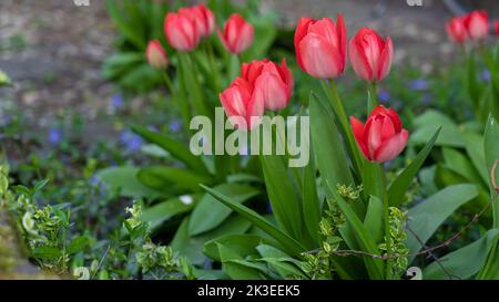 Rote Tulpen im Garten mit natürlichem grünem Hintergrund. Selektiver Fokus. Stockfoto