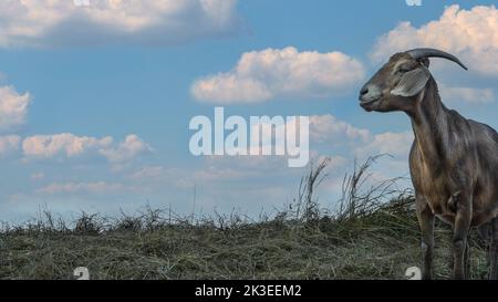 Eine Ziege steht an einem Sommertag auf der Wiese Stockfoto