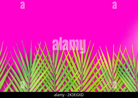 Tropische grüne Blätter auf einem hellen fuchsia Hintergrund, Copy Space Stockfoto