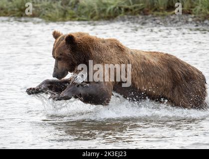 Alaskan Braunbär lunging in einem Versuch, Lachs am Mikfik Creek in McNeil River State Game Sanctuary und Refuge zu fangen Stockfoto