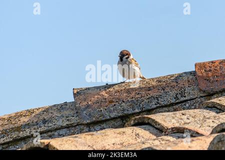 Männlicher eurasischer Baumsperling (Passer montanus) auf dem Dach eines rustikalen Hauses, ist ein Singvögel aus der Sperlingsfamilie mit einer reichen Kastanienkrone und n Stockfoto