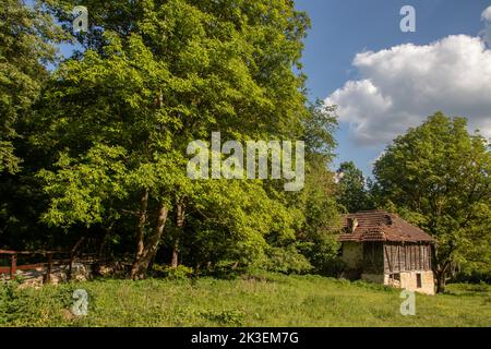 Verfluchten überströmtes altes zerstörtes leeres Haus auf dem Land, am Ende des verlassenen Dorfes Stockfoto