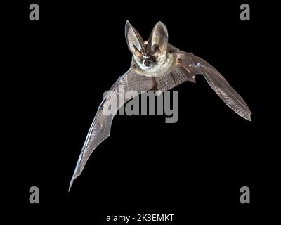 Fliegende Fledermaus isoliert auf schwarzem Hintergrund. Die graue Langohrfledermaus (Plecotus austriacus) ist eine ziemlich große europäische Fledermaus. Es hat unverwechselbare Ohren, lang A Stockfoto