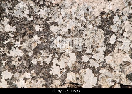 Felsoberfläche mit Flechten und Moosen bedeckt Nahaufnahme als Hintergrund Stockfoto