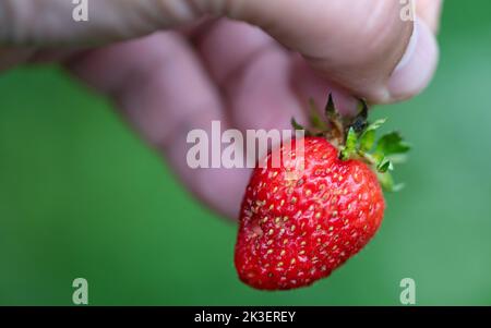 Reife Erdbeere in der Hand auf einem verschwommenen grünen Hintergrund im Garten. Erdbeere von Schädlingen genagt. Stockfoto