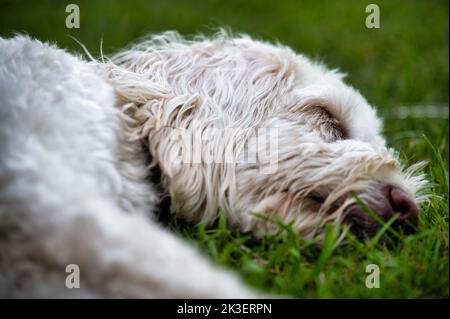 Nahaufnahme eines weißen Labradoodles, der draußen auf dem Gras schläft Stockfoto