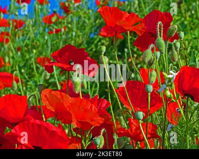 Feuern Sie im Sommer rote Mohnblumen auf einem Feld an Stockfoto
