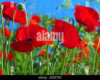 Feuern Sie im Sommer rote Mohnblumen auf einem Feld an Stockfoto
