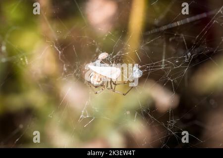 Spinne in einem Spinnennetz frisst eine eingeklemmte gesponnene Puppenfliege, die im Netz gefangen ist, Deutschland Stockfoto