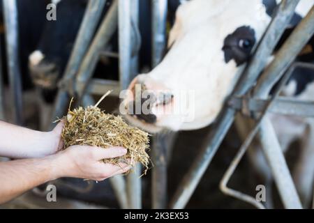 Der Bauer füttert die Kuh aus seiner Hand voller Mischfutter Stockfoto