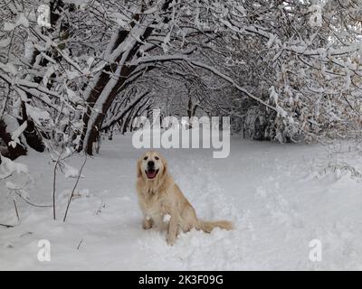 Ein glücklicher lächelnder Hund, ein goldener Retriever sitzt im Schnee auf einem Waldweg. Stockfoto