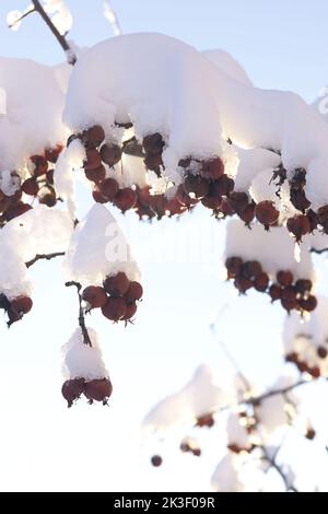 Winter Crab Äpfel mit Schnee bedeckt Stockfoto