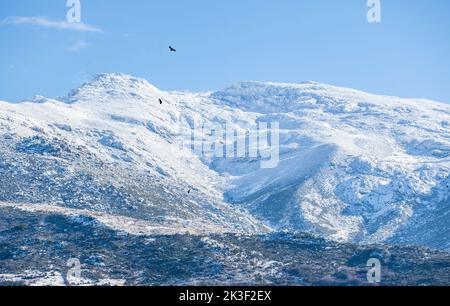 Geier steigen über verschneite Gipfel der Sierra de Gredos. La Garganta, Ambroz Valley, Extremadura, Caceres, Spanien Stockfoto