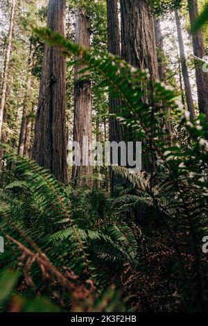 Blick auf massive, detailreiche, uralte Redwood-Bäume durch große Farne im dichten Grün der nördlichen kalifornischen Küste, USA. Stockfoto