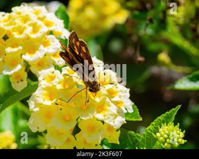 Nahaufnahme des Skippers Fiery, der die Lantana-Kamara-Blume am Echo Lake, Kalifornien, isst Stockfoto