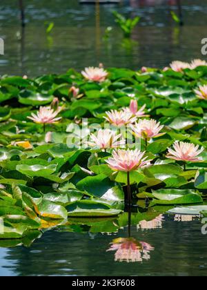 Lotusblüte im Echo Park Lake in Los Angeles, Kalifornien Stockfoto