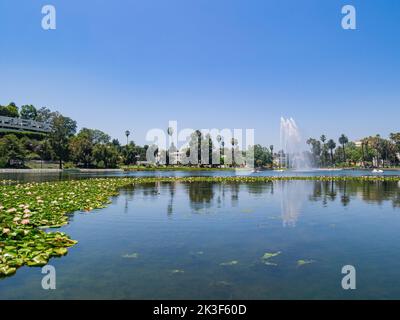 Lotusblüte im Echo Park Lake in Los Angeles, Kalifornien Stockfoto