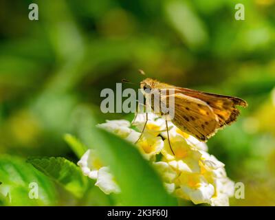 Nahaufnahme des Skippers Fiery, der die Lantana-Kamara-Blume am Echo Lake, Kalifornien, isst Stockfoto