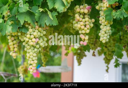 Trauben bereit für die Lese im Frühherbst mit fast gelben Beeren warten auf die Lese Stockfoto