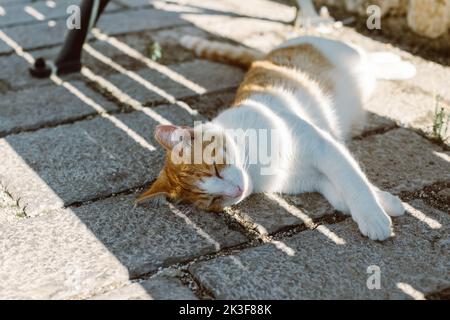 Nette Straßenkatze, die unter der Bank in der Altstadt von Kotor, Montenegro, liegt. Porträt einer Straßenkatze. Stockfoto
