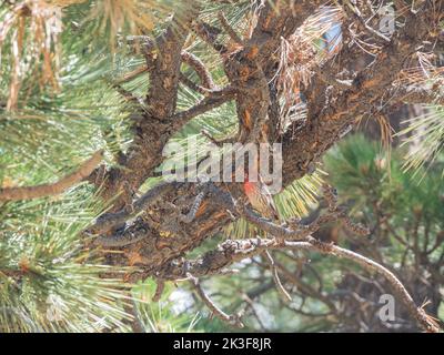 Nahaufnahme eines schönen männlichen Hausfinkens in Kalifornien Stockfoto