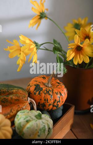 Herbstkomposition von kleinen Kürbissen auf Holzhintergrund. Stockfoto