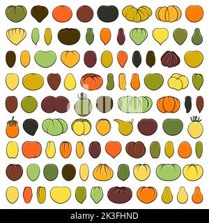 Satz von farbigen Abbildungen mit Tomaten verschiedener Sorten und Formen. Isolierte Vektorobjekte auf weißem Hintergrund. Stock Vektor