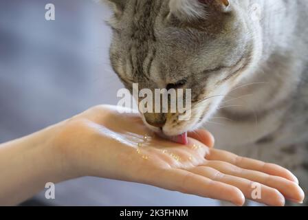 Katze essen Kaviar aus der Hand. Stockfoto