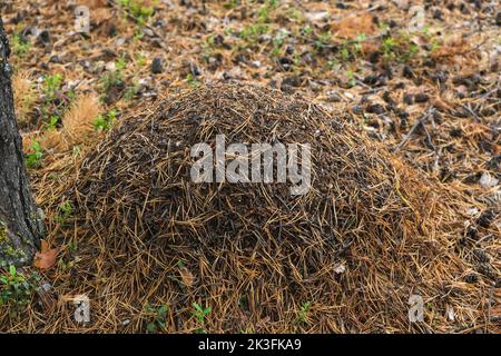 Ein Ameisenhaufen mit einer Ameisenkolonie in Nahaufnahme. Ein Ameisenhaufen in einem Nadelwald. Ein Ameisenhaufen zwischen Kiefernzapfen. Stockfoto