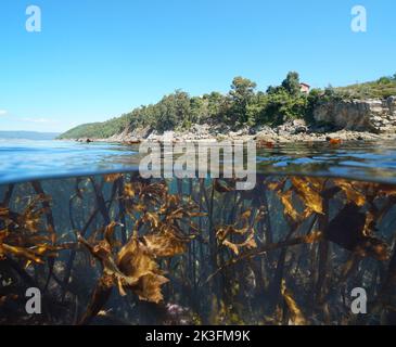 Küste und Seetang Algen unter Wasser im Ozean, Ostatlantik, Spanien, Galizien, Rias Baixas, Split-Level-Ansicht über und unter der Wasseroberfläche Stockfoto