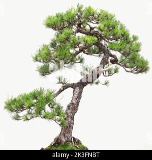 Bonsai-Baum vor weißem Hintergrund, für Heim- und Bürodekoration Stockfoto