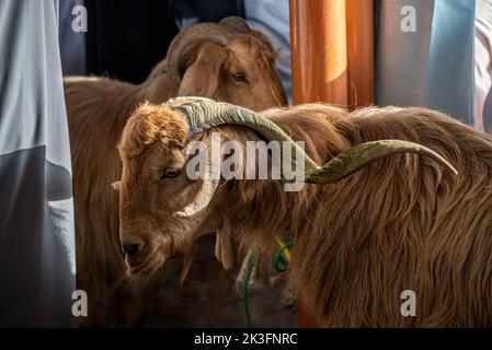 Ziegen mit langen Hörnern sind auf dem freitagmorgen-Viehmarkt in Nizwa, Oman erhältlich Stockfoto