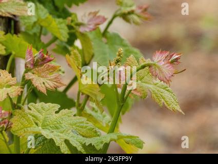 Die Knospe der Rebe platzte mit Blüten, die sich vor einem verschwommenen Hintergrund bildeten Stockfoto