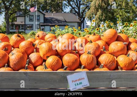 Kürbisse zum Verkauf auf einem Bauernmarkt in der Nähe von Fontana, Wisconsin, Amerika Stockfoto