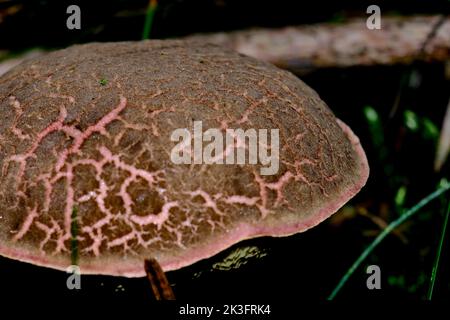 In den Herbstwäldern Bayerns sind sie fast überall zu finden: Pilze in allen Farben und Formen. Stockfoto