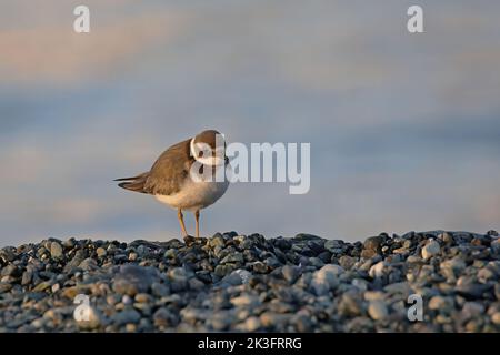 Vogelbeobachtung: -Corriere grosso, Charadrius hiaticula, Gemeine Ringelpfeifer Stockfoto