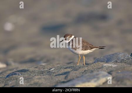 Vogelbeobachtung: -Corriere grosso, Charadrius hiaticula, Gemeine Ringelpfeifer Stockfoto