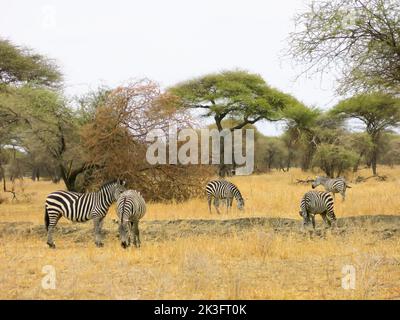 Zebras im Tarangire National Park, Tansania Stockfoto