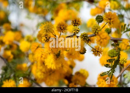 Gelbe Blüten eines akazienkörbs Stockfoto