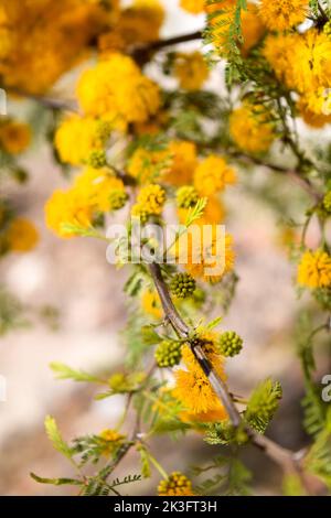 Gelbe Blüten eines akazienkörbs Stockfoto